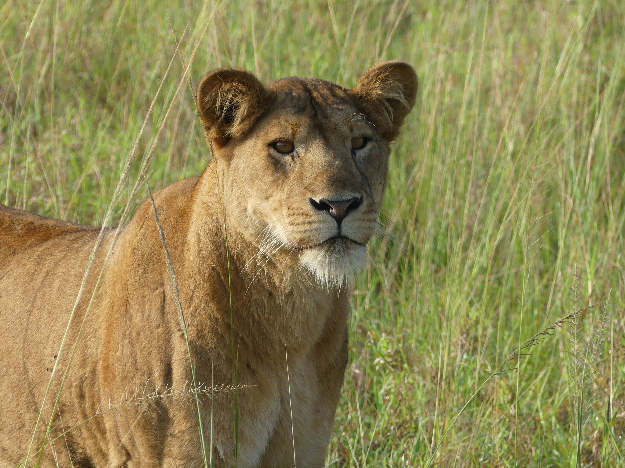 Congo Wildlife Adventure