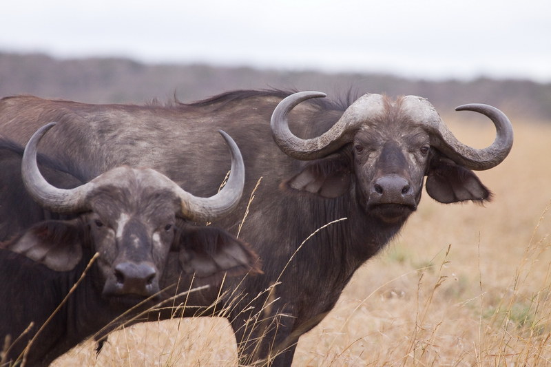 Tanzania Serengeti Safari
